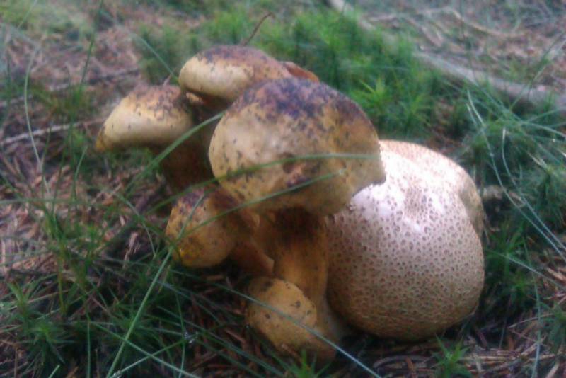 Pseudoboletus parasiticus