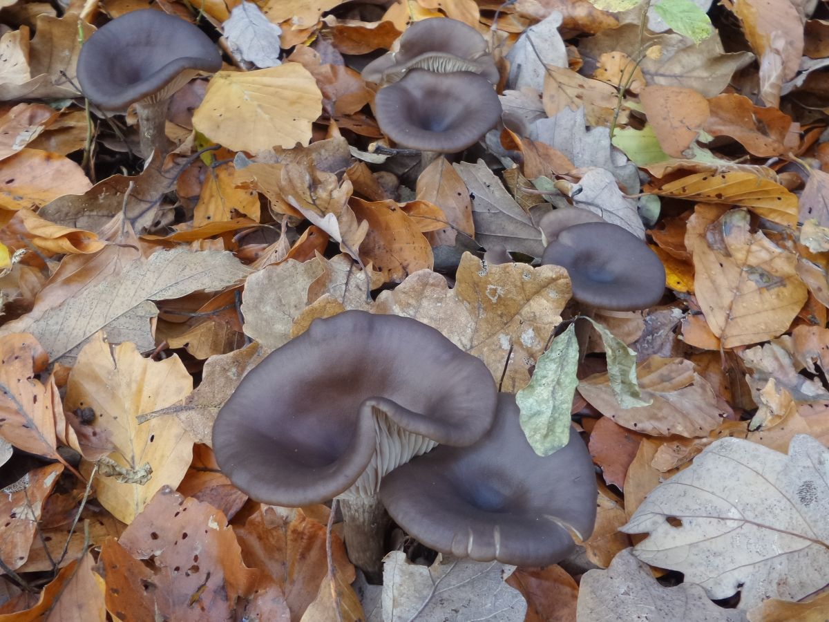 Pseudoclitocybe cyathiformis