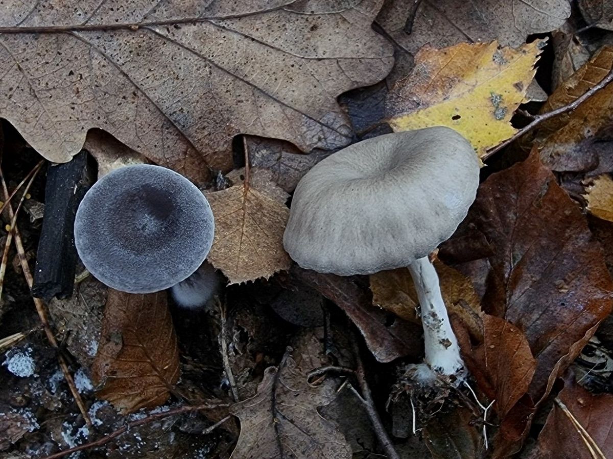 Pseudoclitocybe cyathiformis