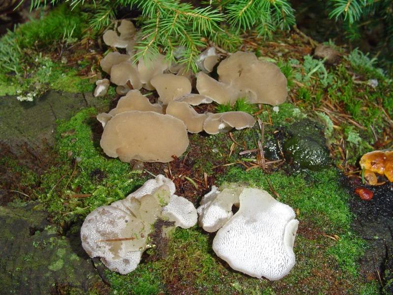 Pseudohydnum gelatinosum