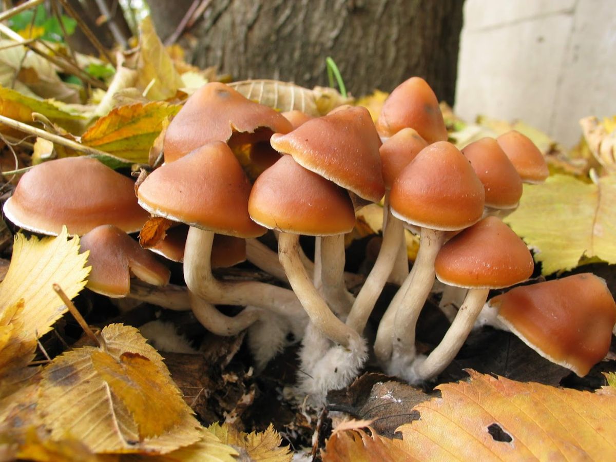 Psilocybe azurescens