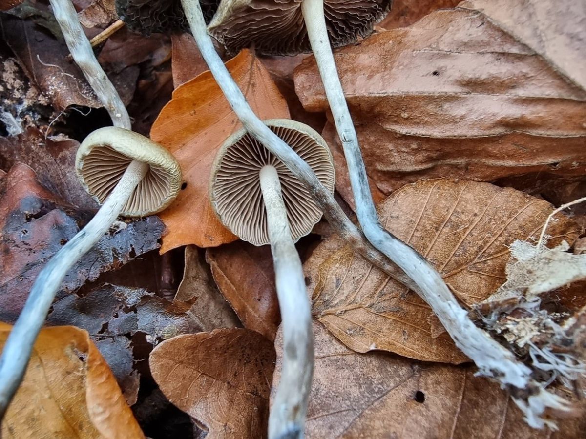 Psilocybe serbica