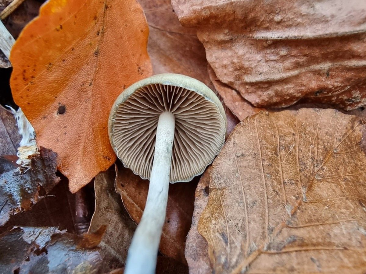 Psilocybe serbica