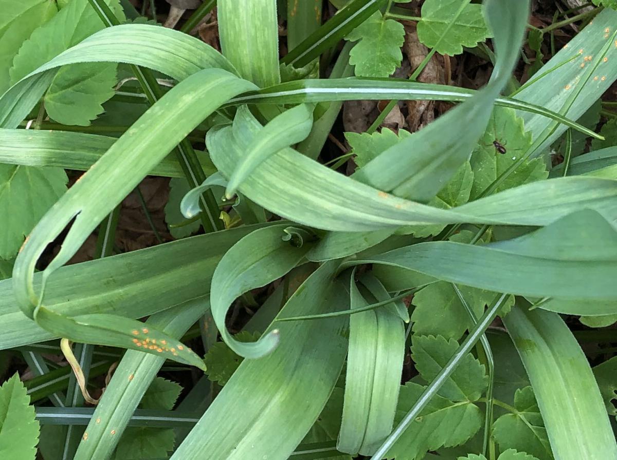 Puccinia porri