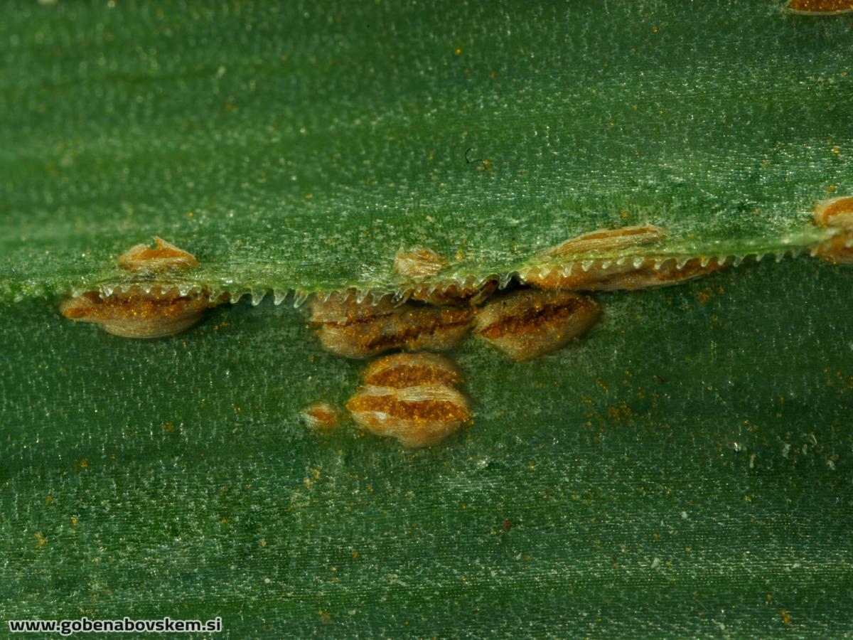 Puccinia porri