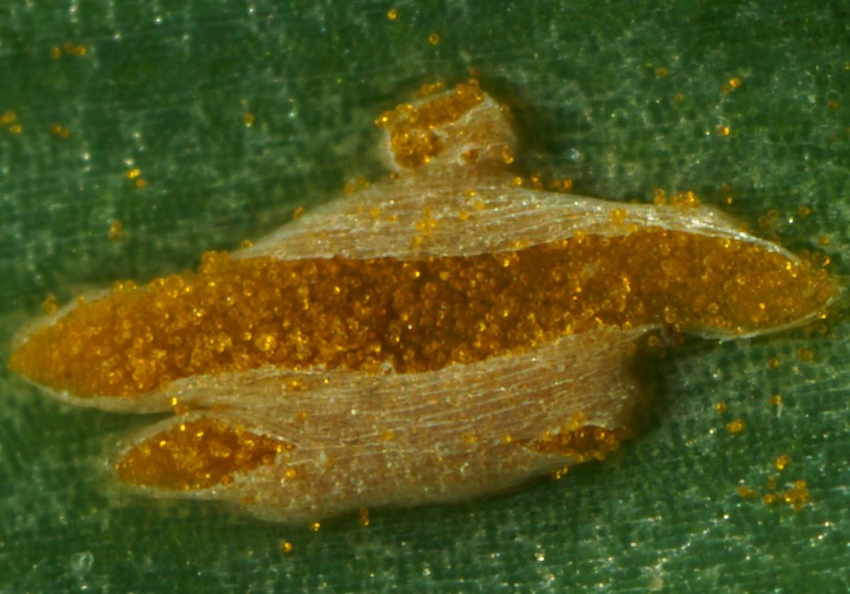 Puccinia porri