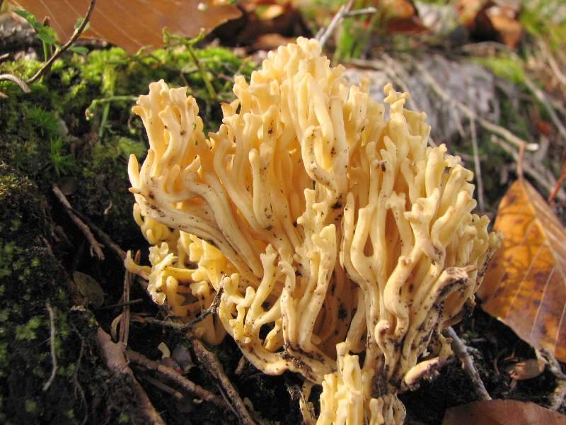 Ramaria fagetorum