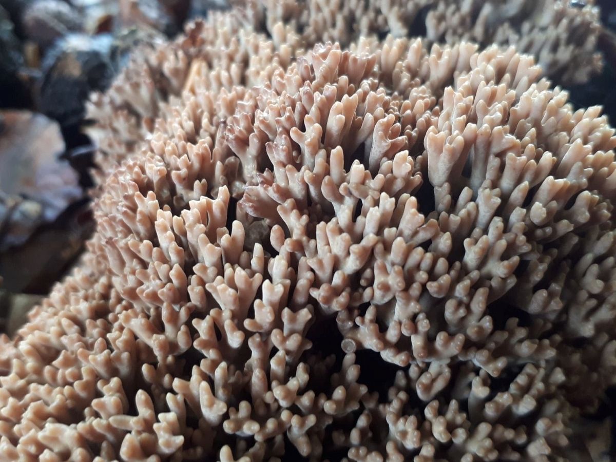 Ramaria fennica