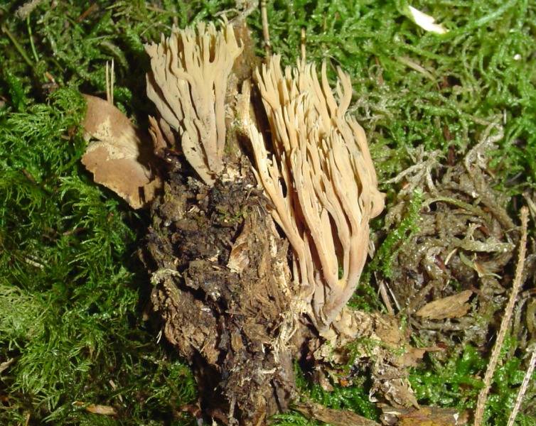 Ramaria fennica