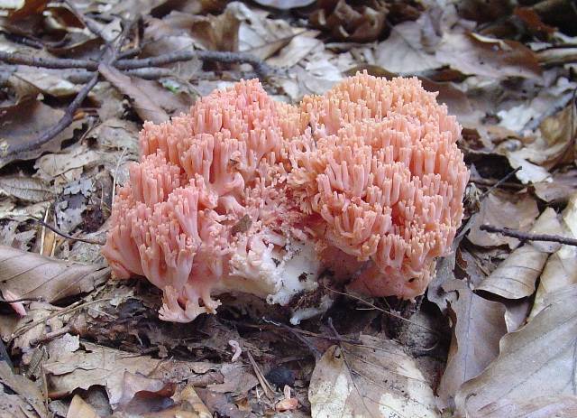 Ramaria subbotrytis