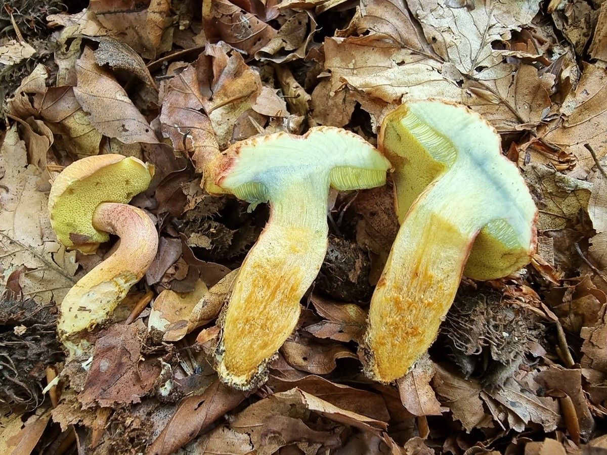 Rheubarbariboletus armeniacus