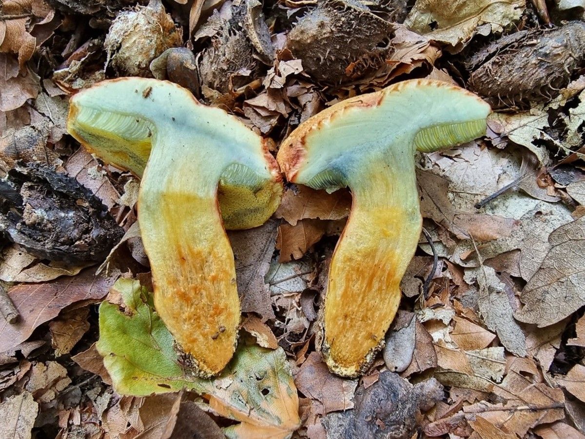 Rheubarbariboletus armeniacus