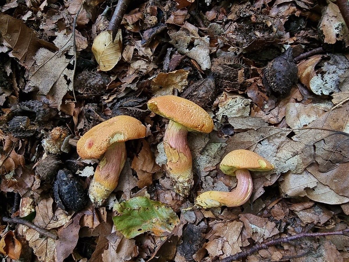 Rheubarbariboletus armeniacus