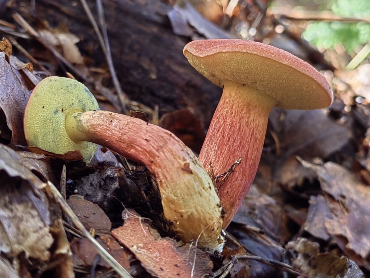 Rheubarbariboletus armeniacus