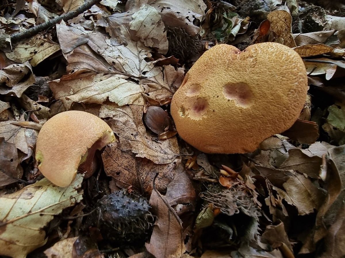 Rheubarbariboletus armeniacus