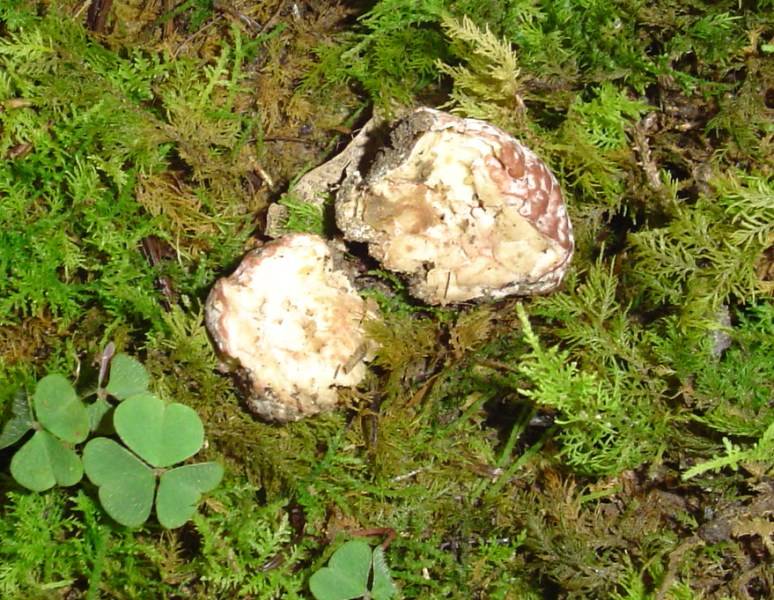 Rhizopogon roseolus