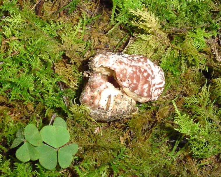 Rhizopogon roseolus