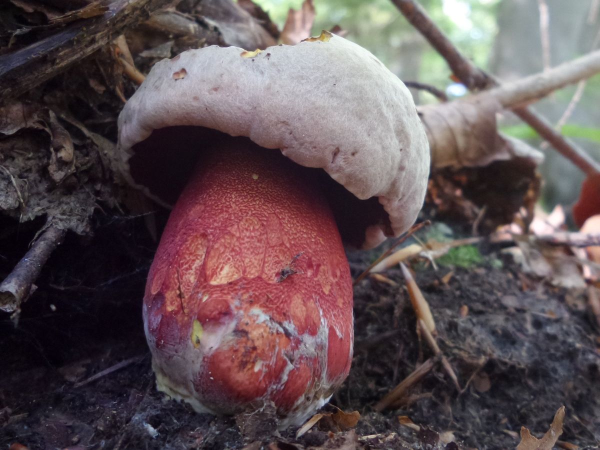 Rubroboletus rhodoxanthus