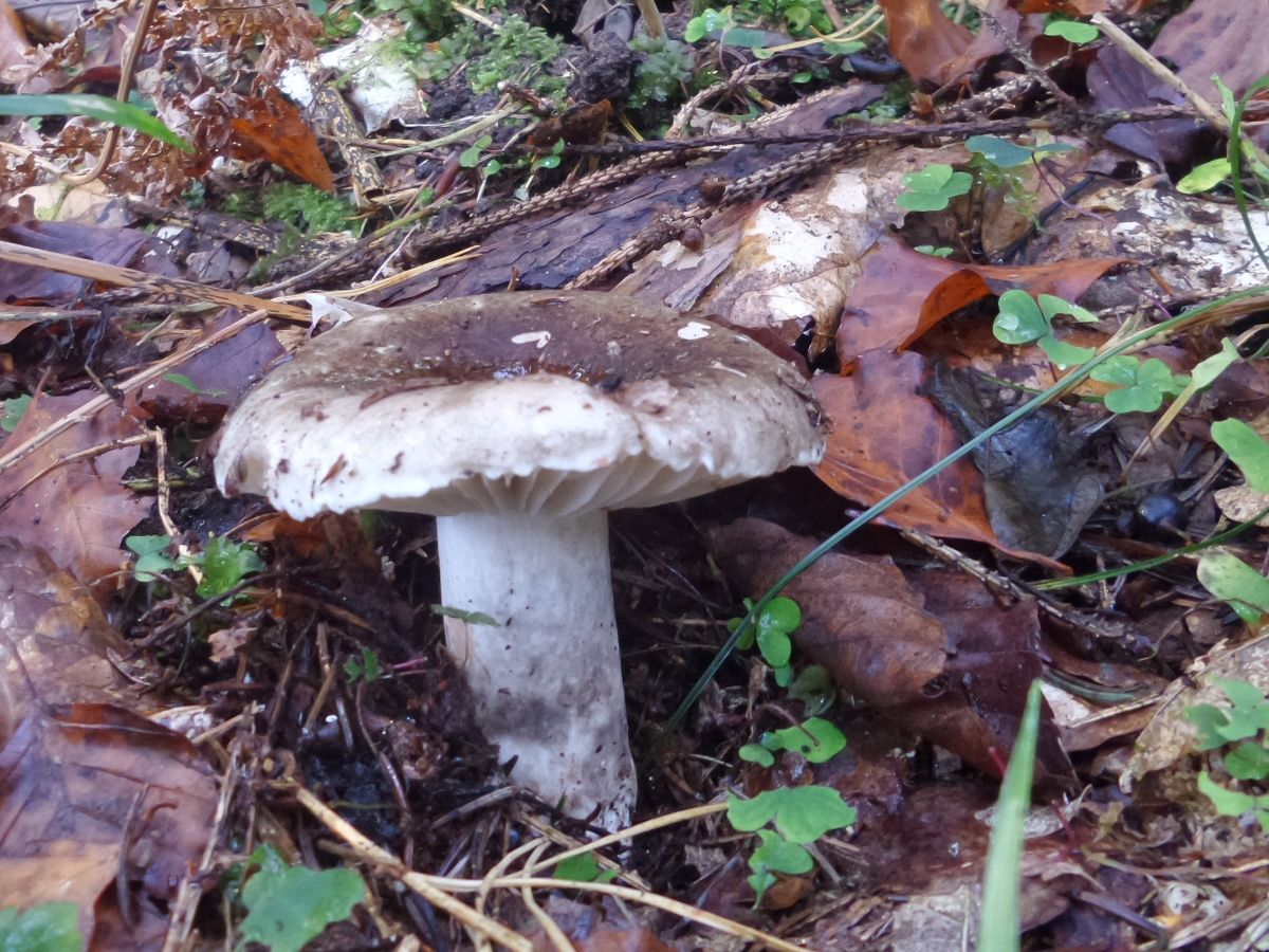 Russula adusta