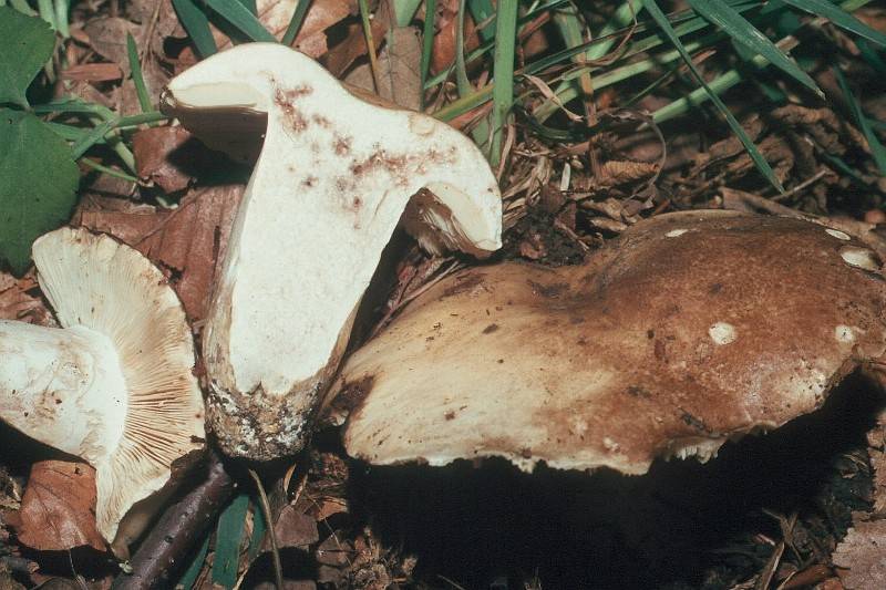 Russula adusta