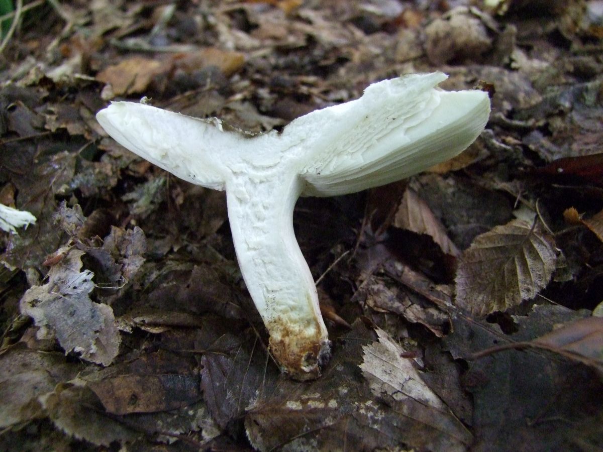 Russula aeruginea