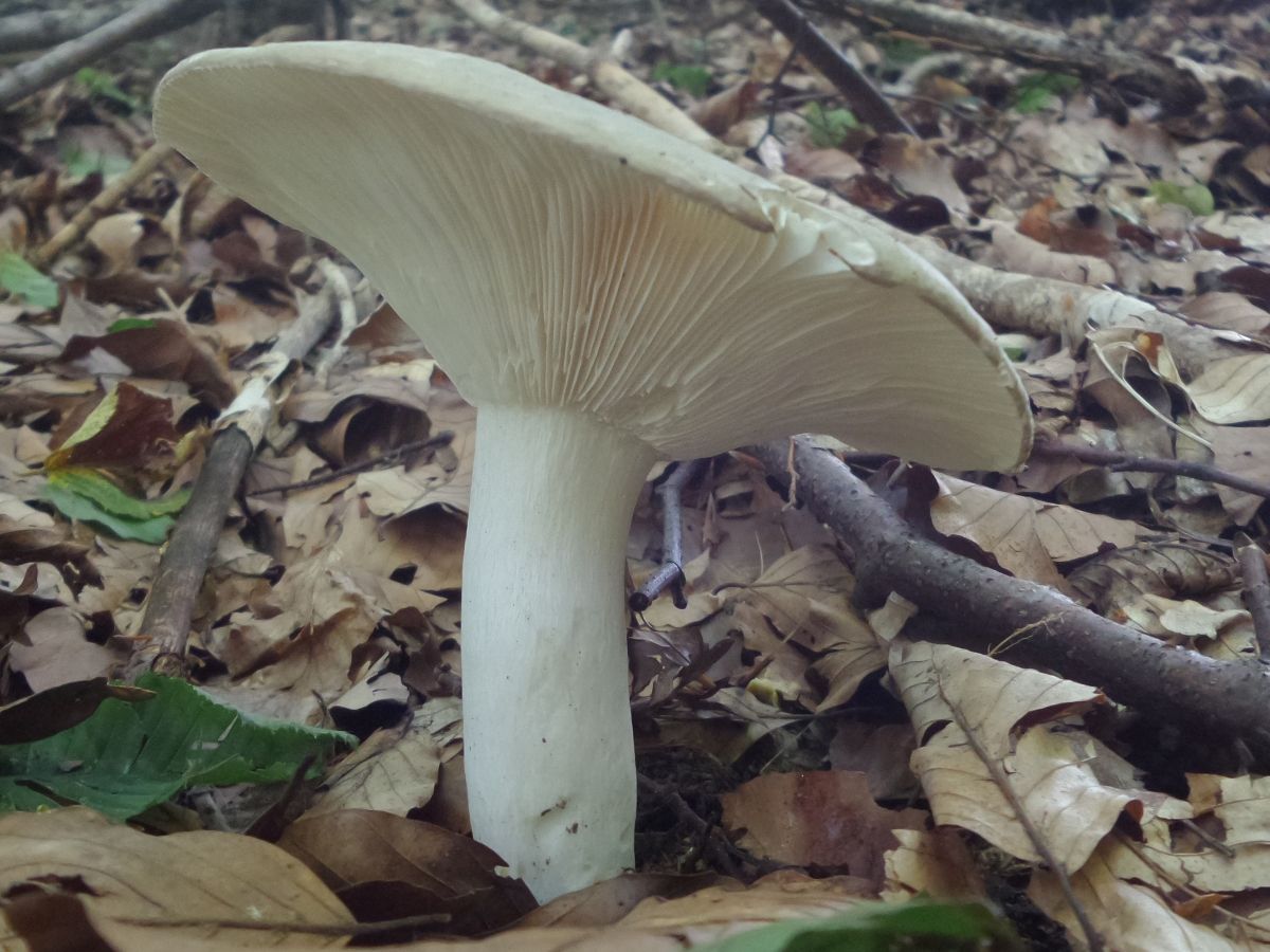 Russula aeruginea