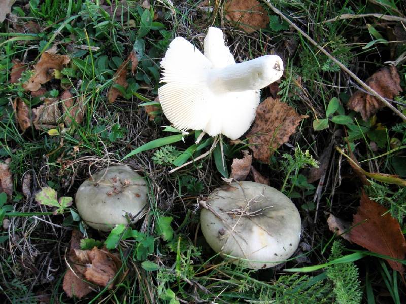 Russula aeruginea