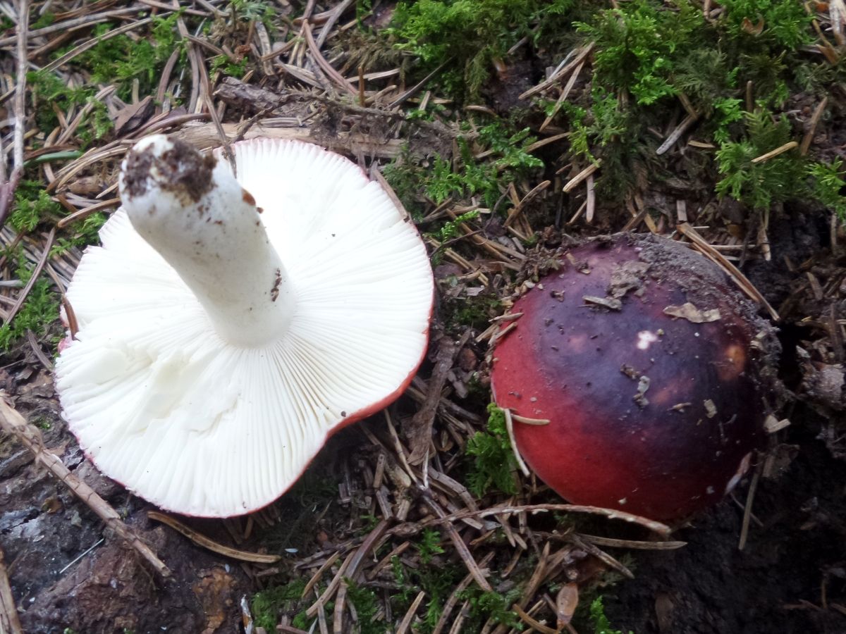 Russula atropurpurea