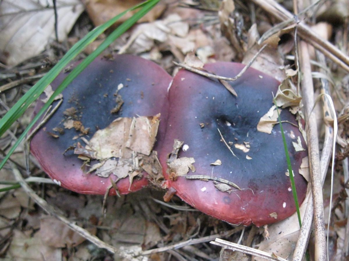 Russula atropurpurea