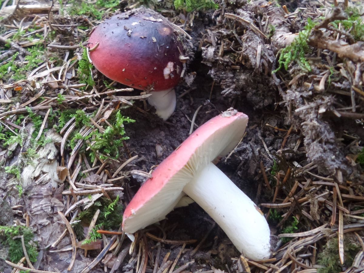 Russula atropurpurea