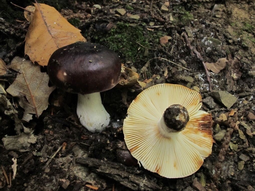 Russula atropurpurea