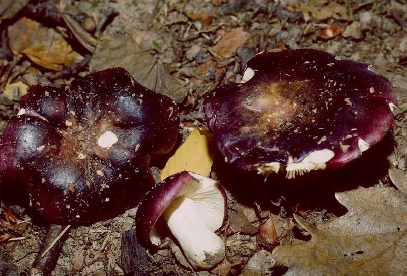 Russula atropurpurea