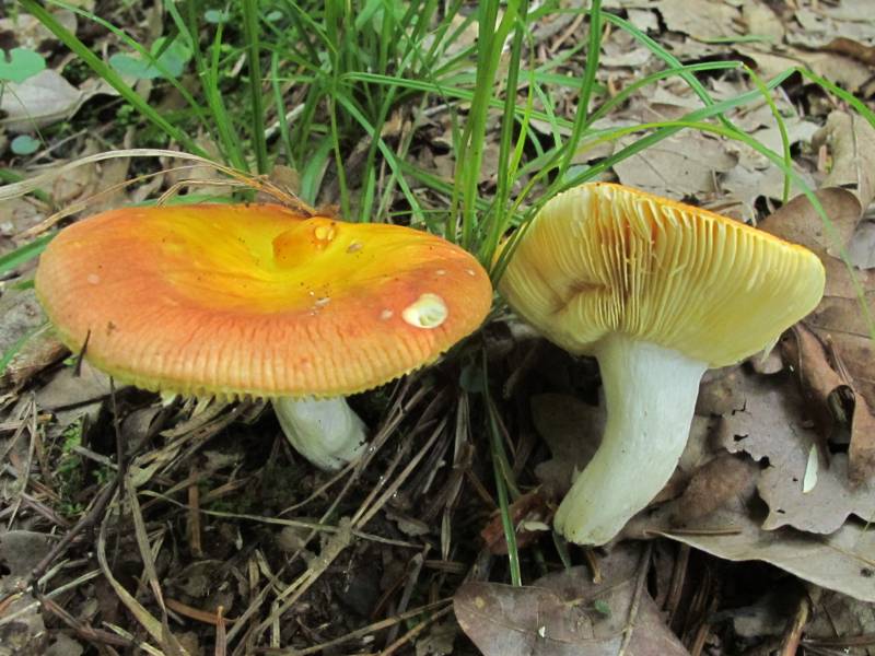 Russula aurea