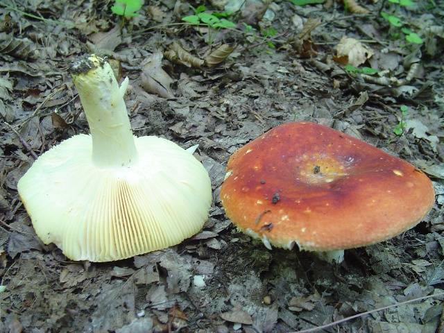 Russula aurea