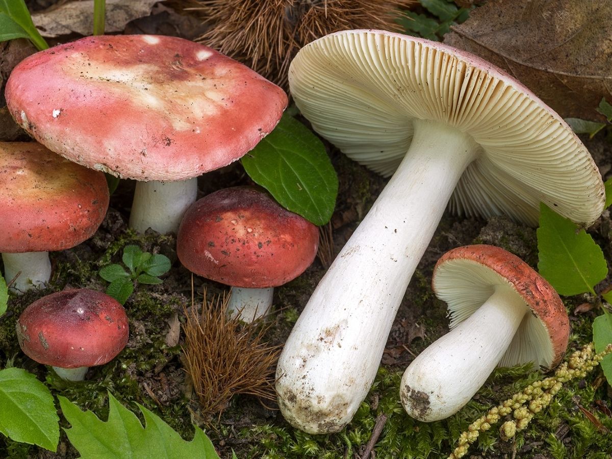 Russula aurora