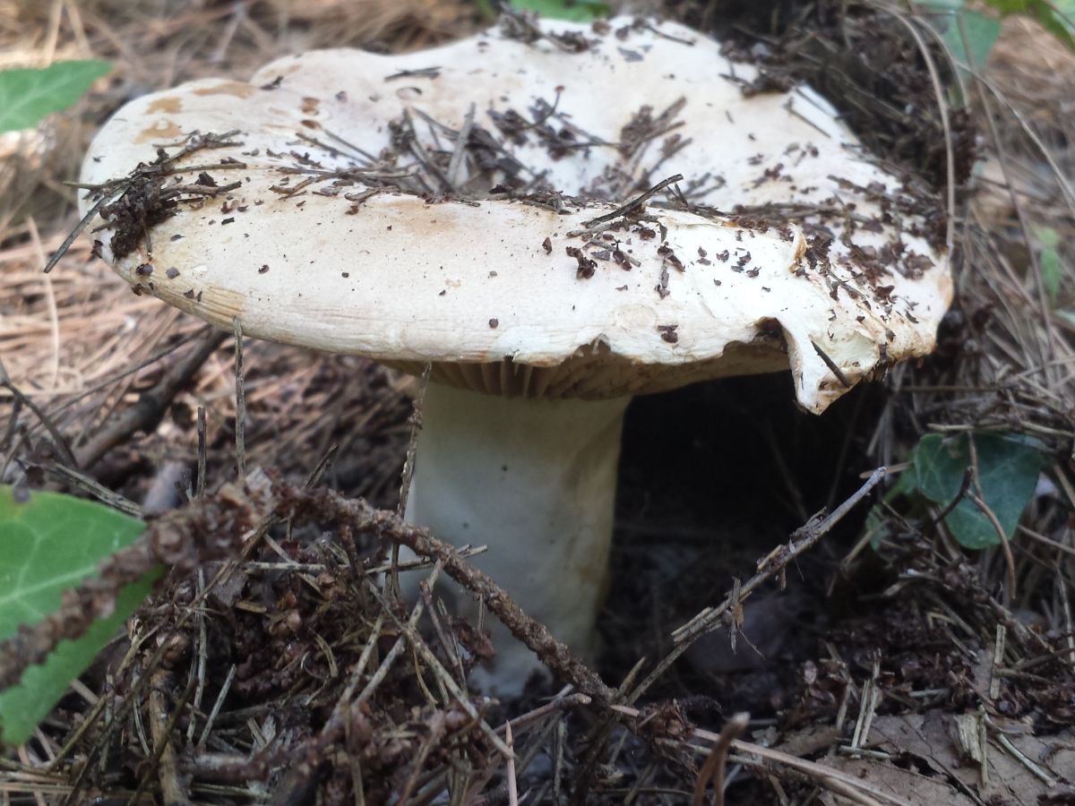 Russula brevipes