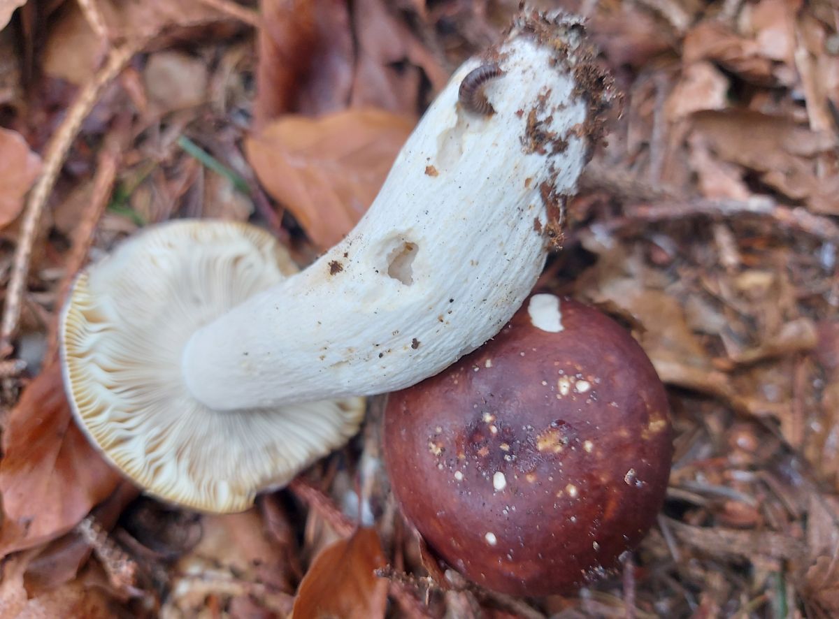 Russula brunneoviolacea