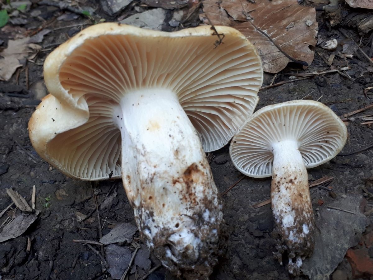 Russula camarophylla