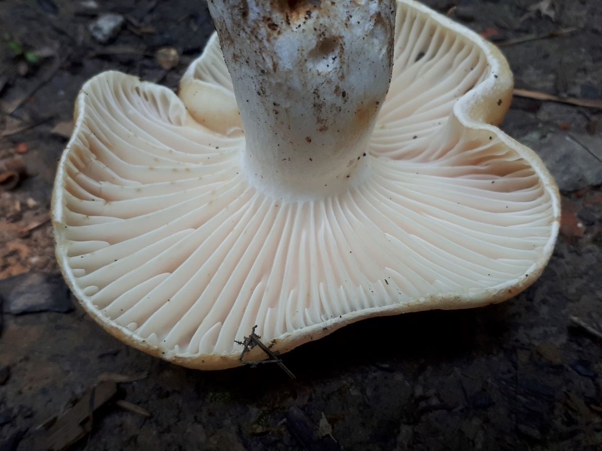 Russula camarophylla