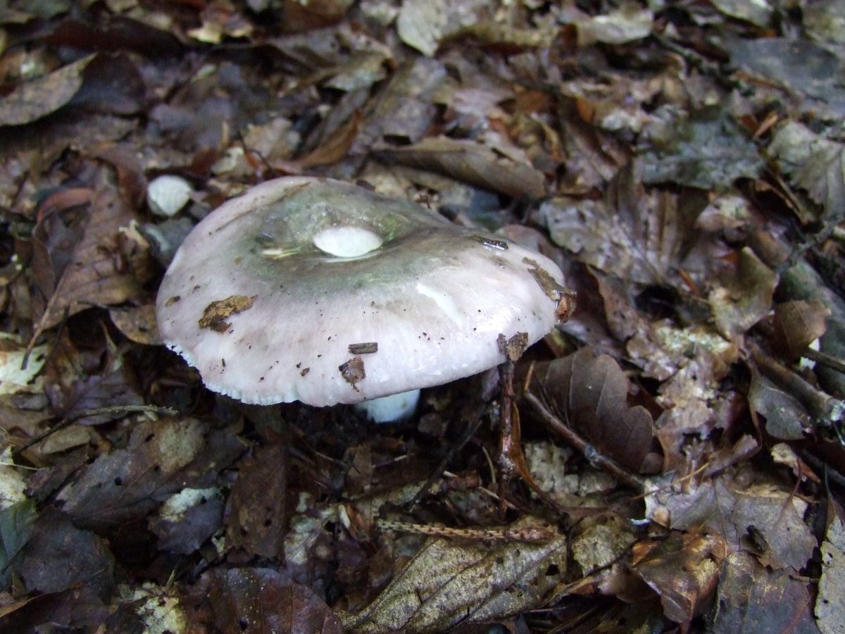 Russula cavipes