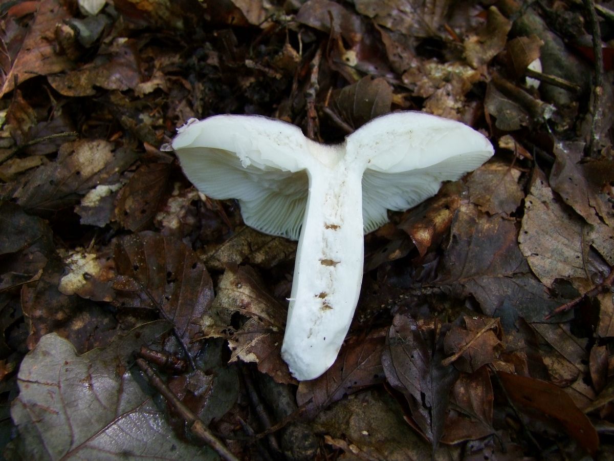 Russula cavipes