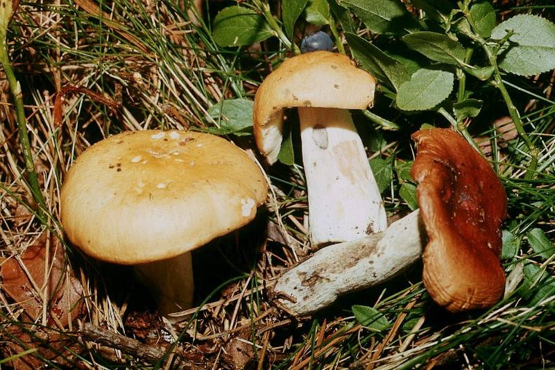 Russula decolorans