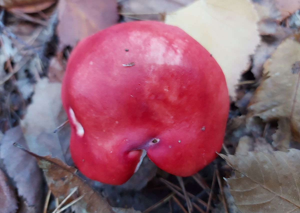 Russula emeticicolor