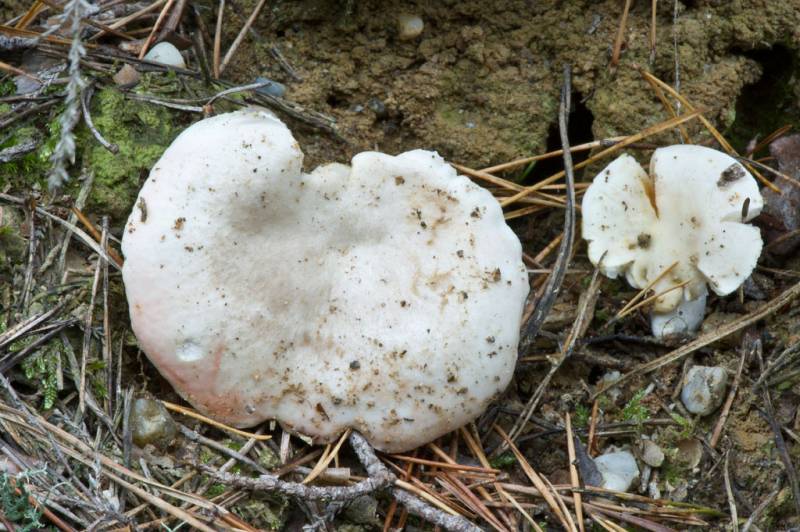 Russula exalbicans