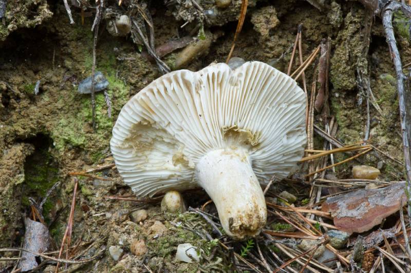 Russula exalbicans