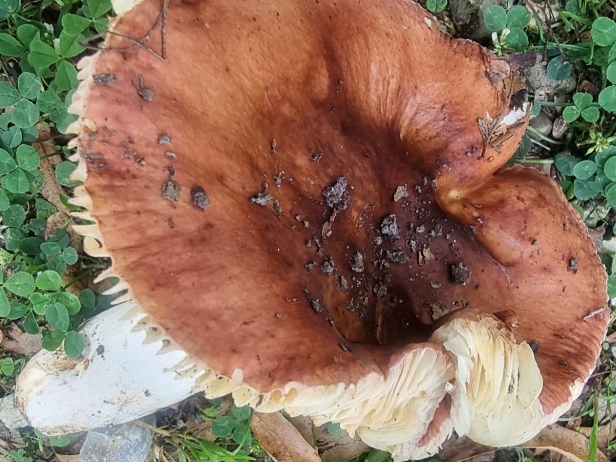 Russula faginea