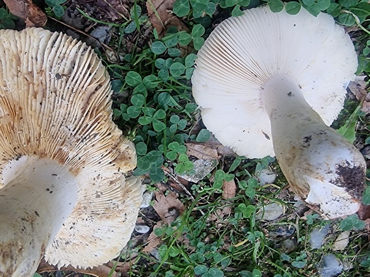 Russula faginea