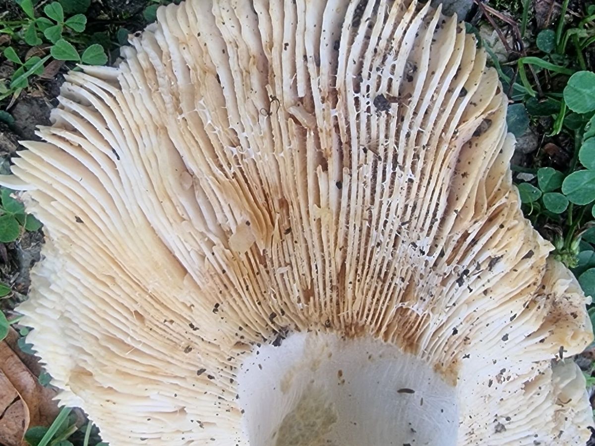 Russula faginea