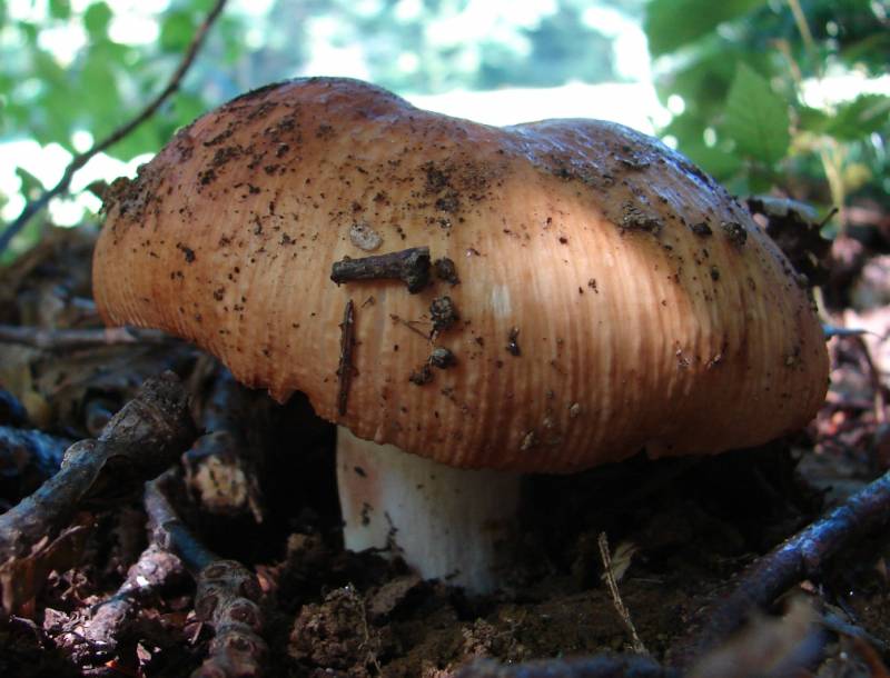 Russula foetens