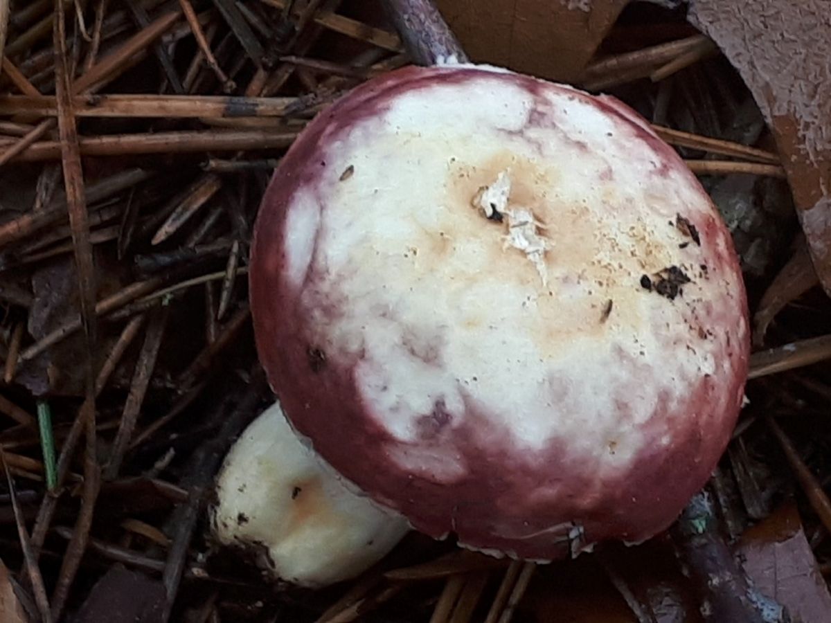 Russula fragilis